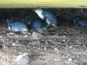 We found little penguins underneath the boardwalk. 