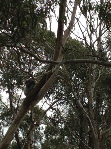 Can you spot the koala?