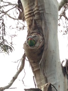A rainbow lorikeet in its natural habitat. 