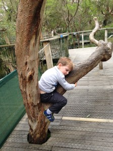 Reid makes a very convincing koala. 